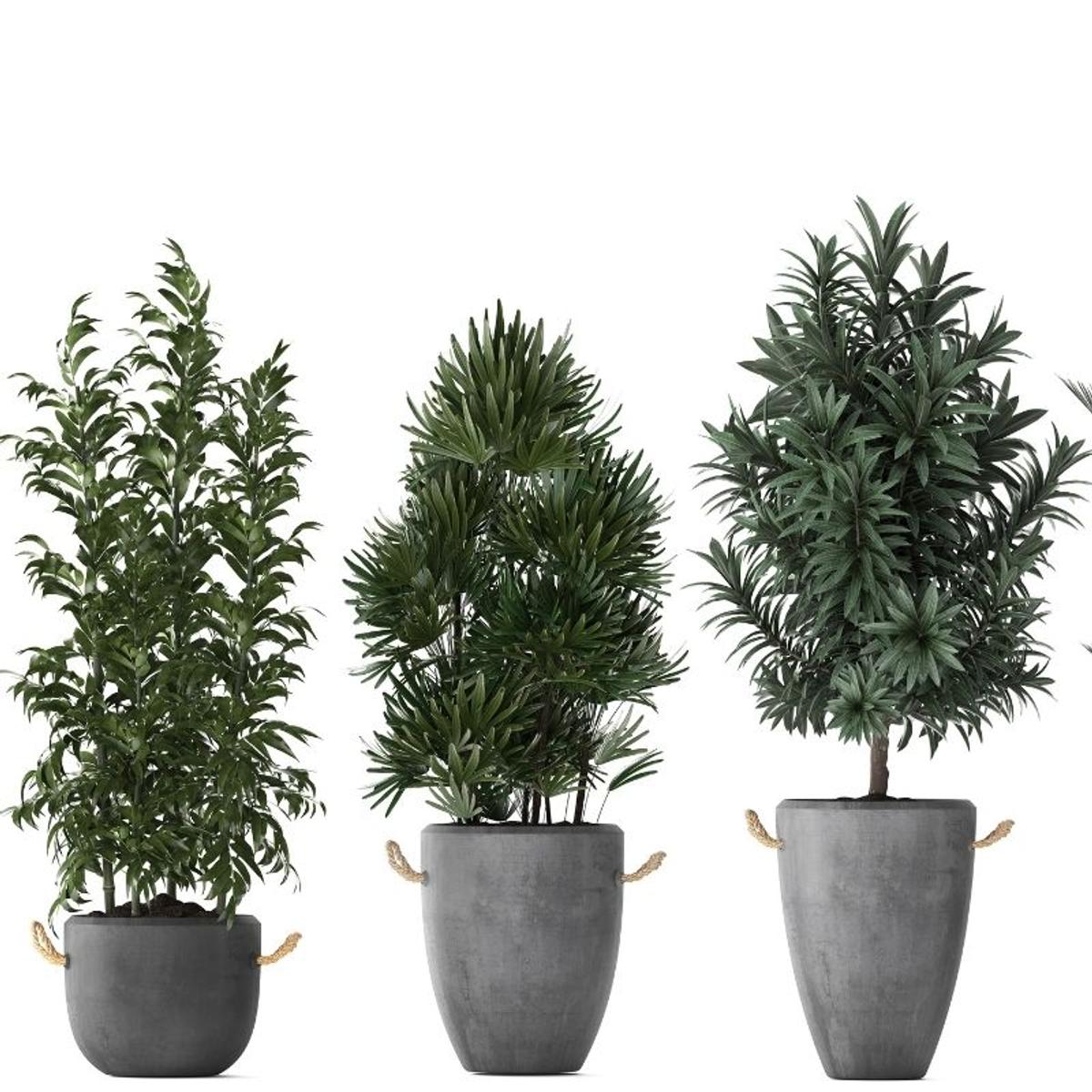arbres