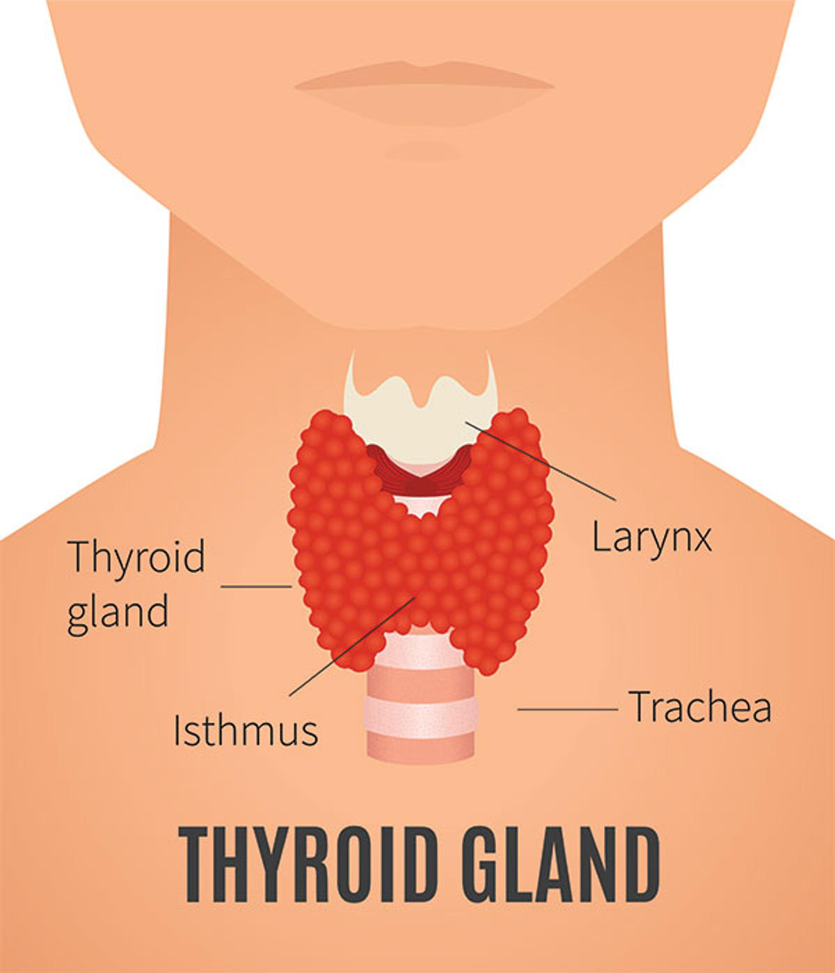 THYROID
