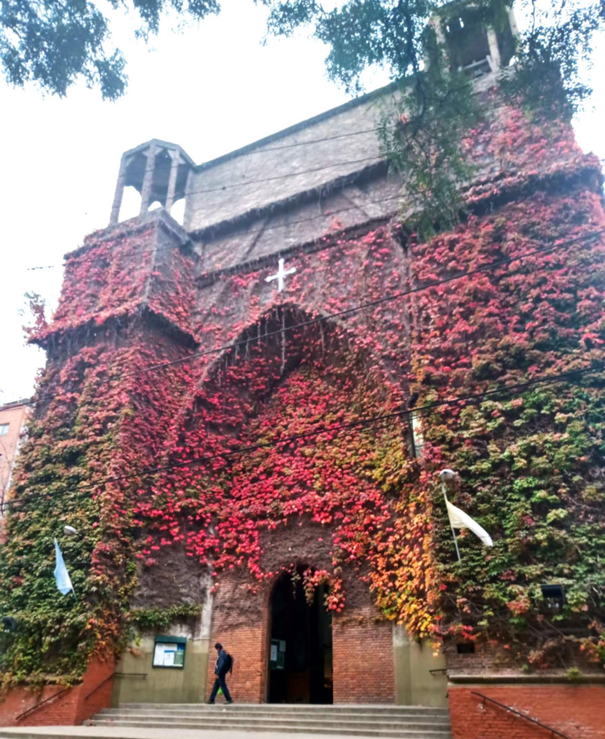 OLIVOS
