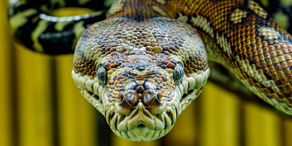 SNAKE