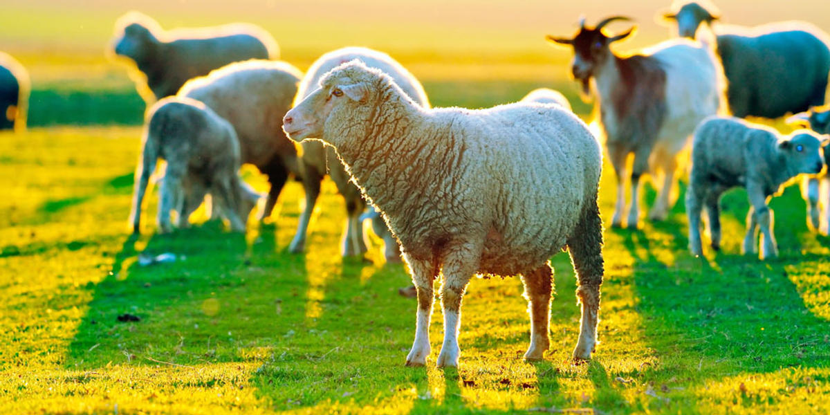 SHEEP
