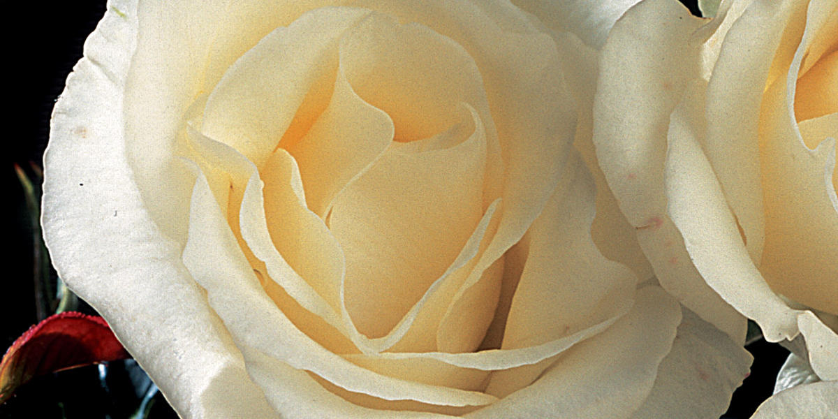Des roses aux noms si spirituels