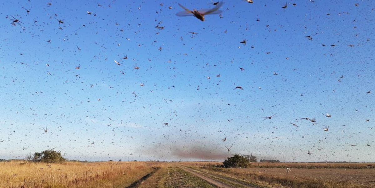 LOCUSTS