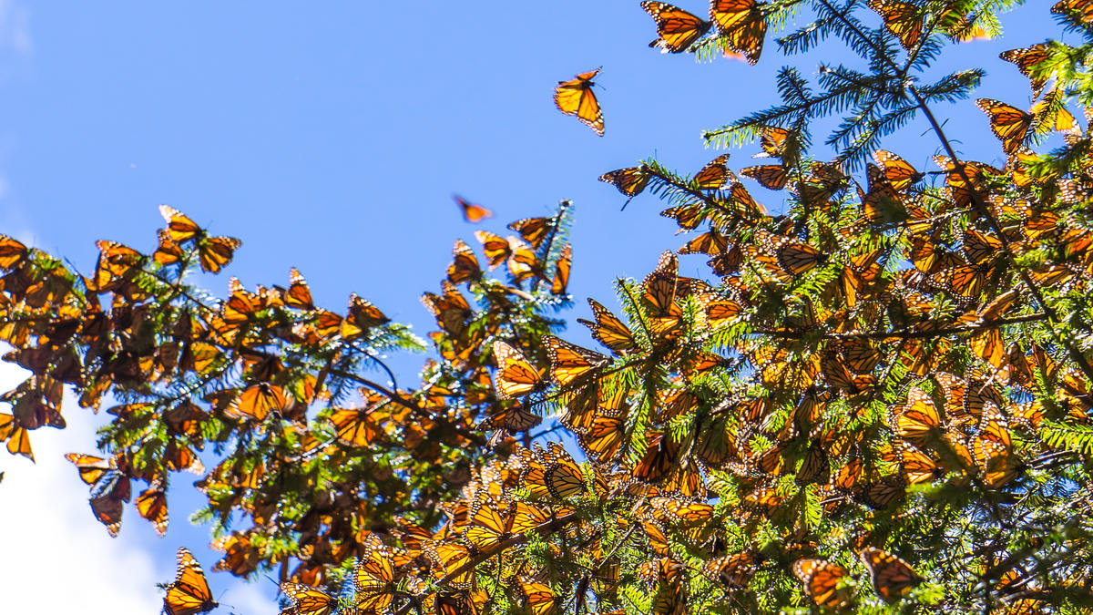 MONARCH