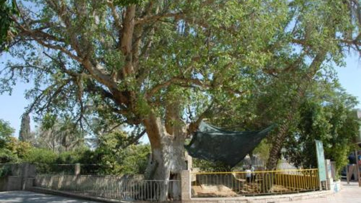 sicomoro-di-gerico