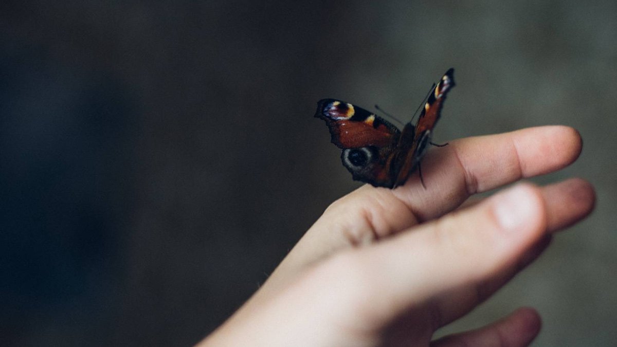 web-hand-butterfly-anac3afs-cc