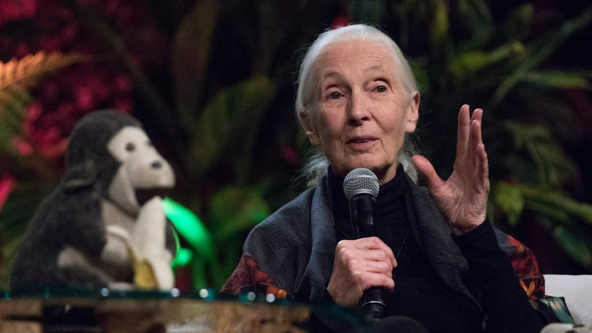 JANE GOODALL