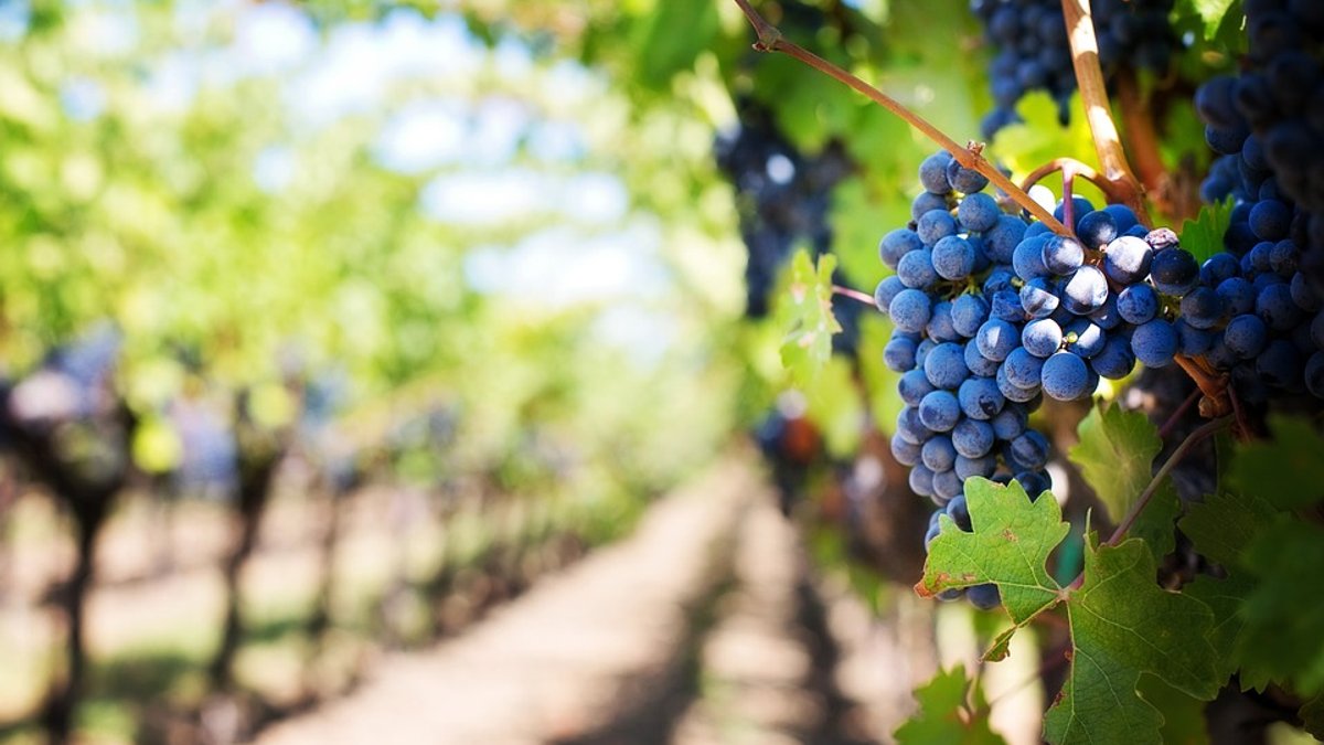 purple-grapes-553463_960_720