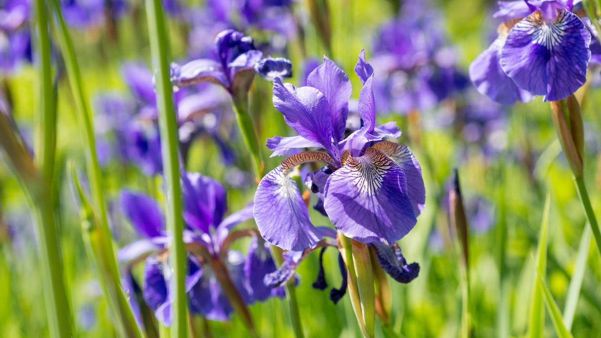 Tout savoir sur l'iris