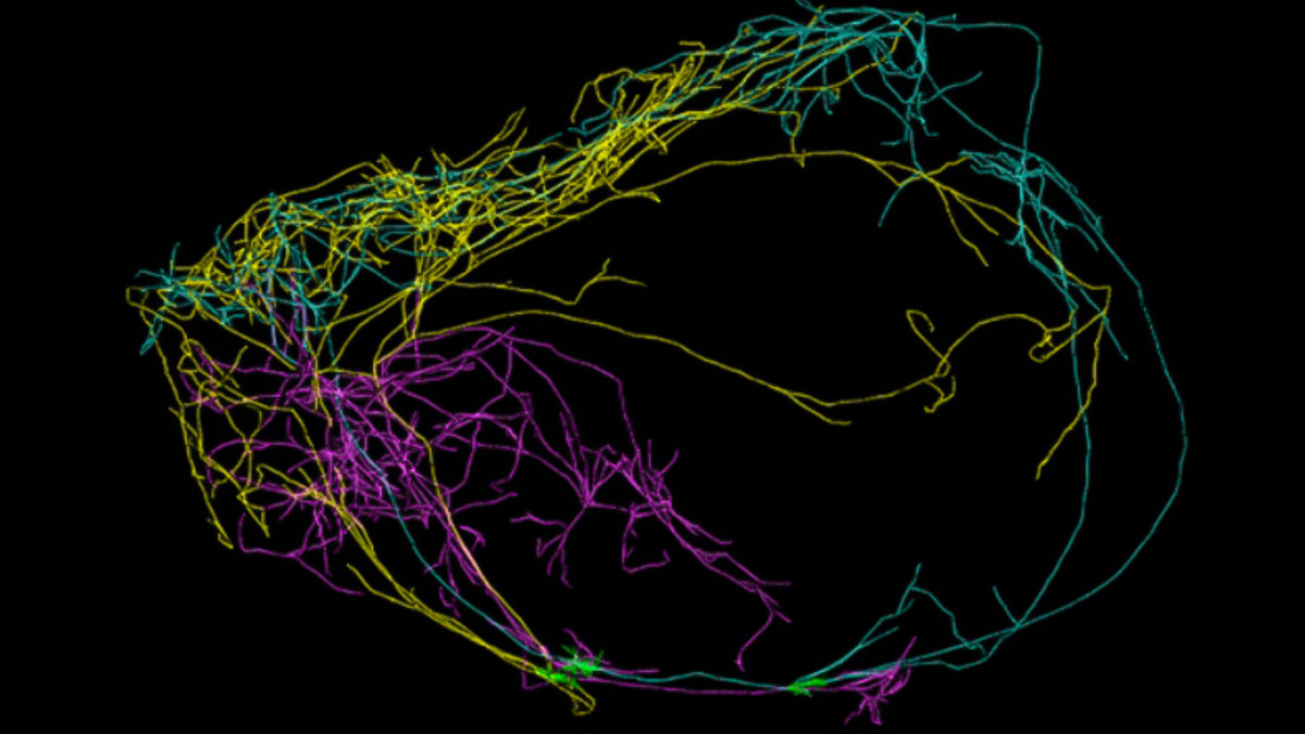 WEB-CLAUSTRUM-NUERONS-CONSCIOUSNESS-BRAIN-The-Allen-Institute
