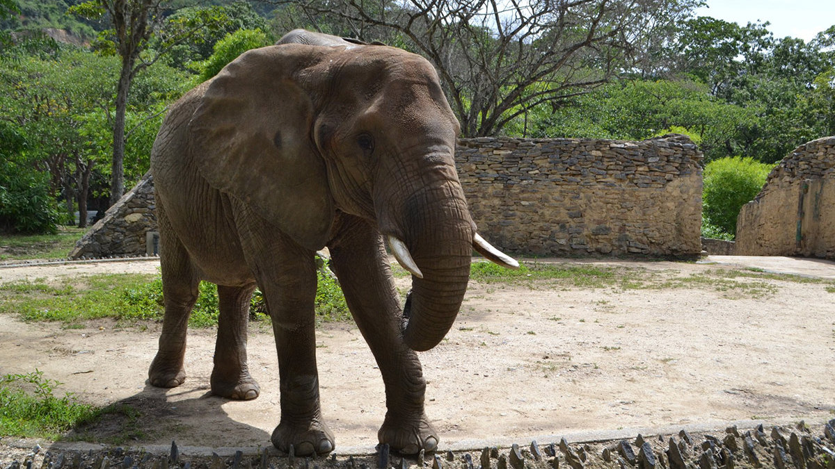 WEB-VENEZUELA-ZOO-ELEPHANT-RUPERTA-Inparques Oficial