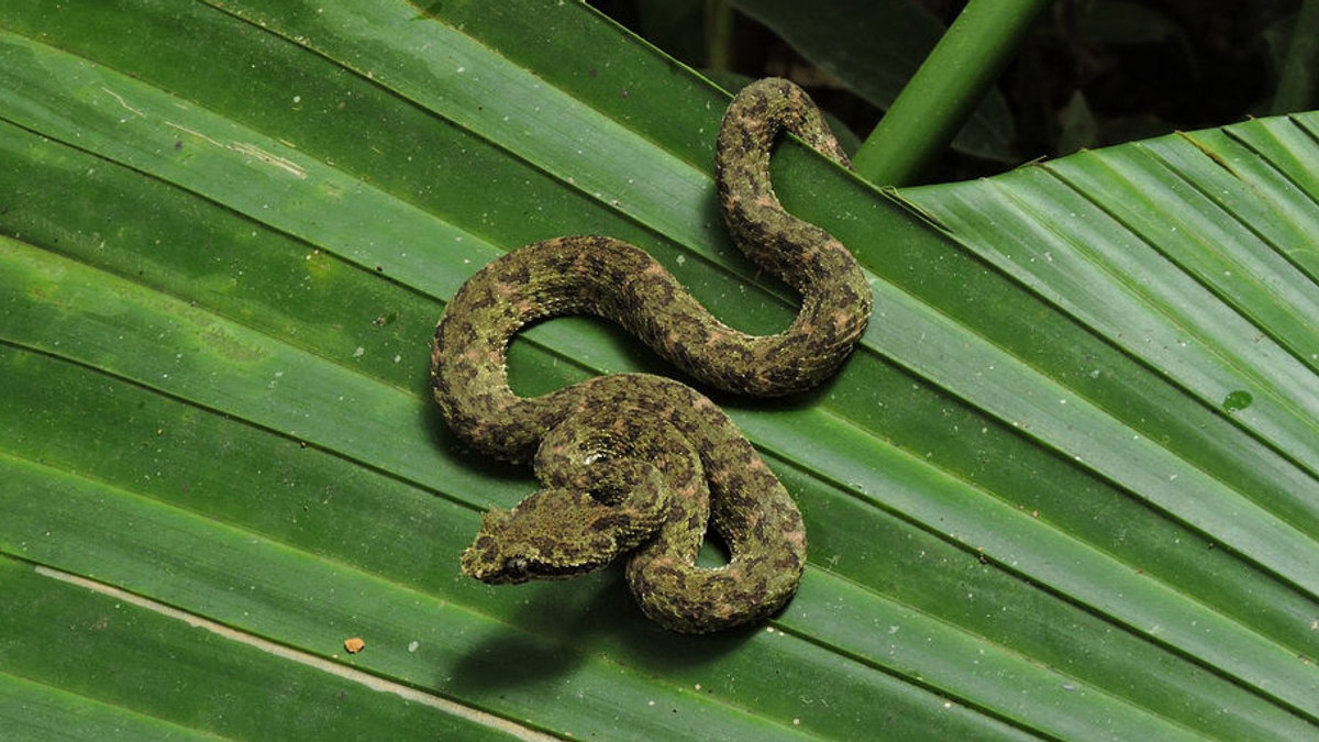 WEB3-Bothriechis schlegelii-SNAKE-Reinaldo Aguilar-CC
