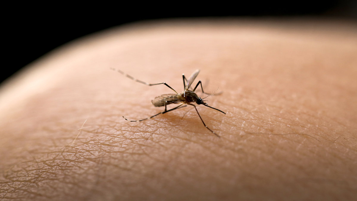 WEB-MOSQUITO-ARM-MeePoohyaPhoto-Shutterstock_211128625