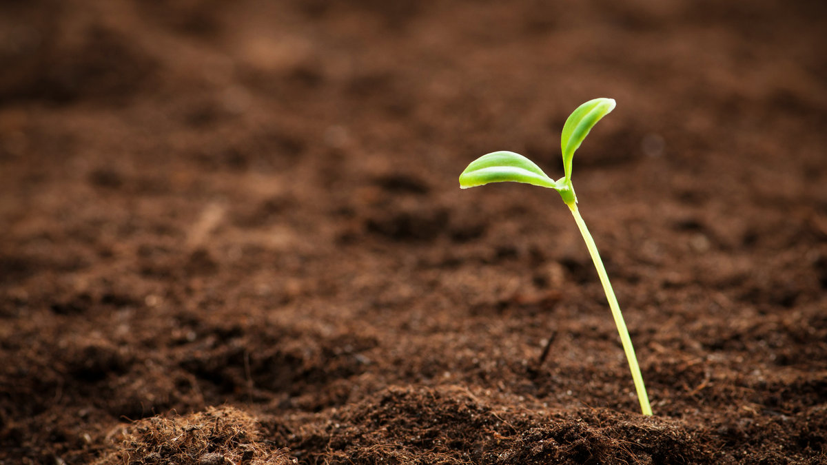 WEB-SHUTE-SPROUT-SEED-GROWTH–Elnur-Shutterstock_68669419