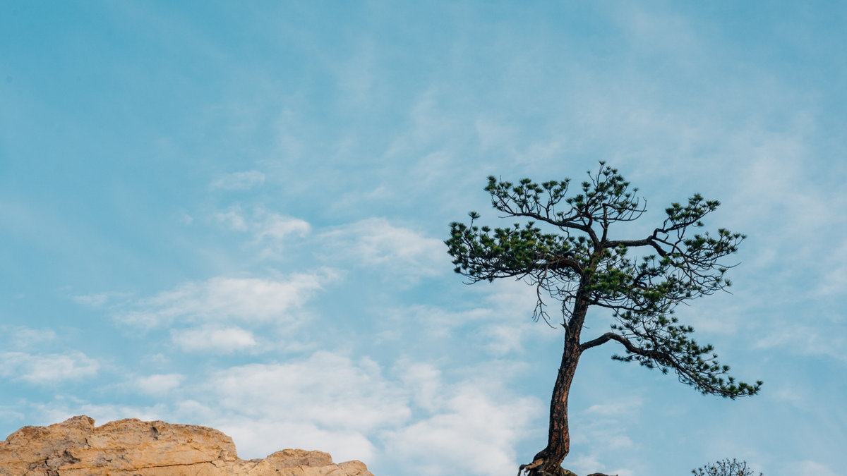 WEB TREE GOD LOVE SKY BLUE © Zach Frailey CC