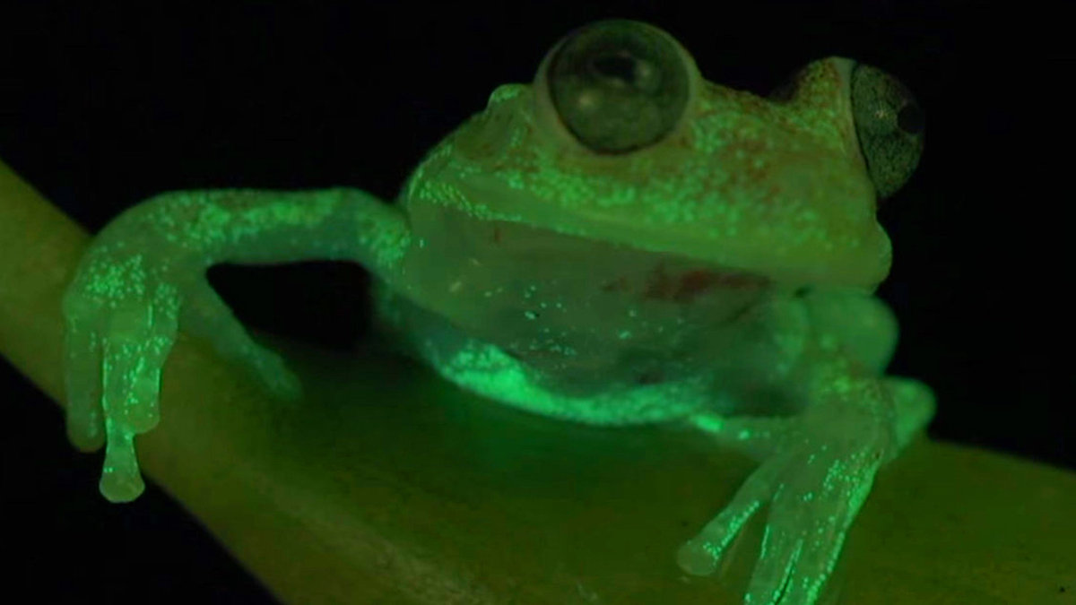WEB3-ARGENTINA-FROG-FLUO-Captura Conicet