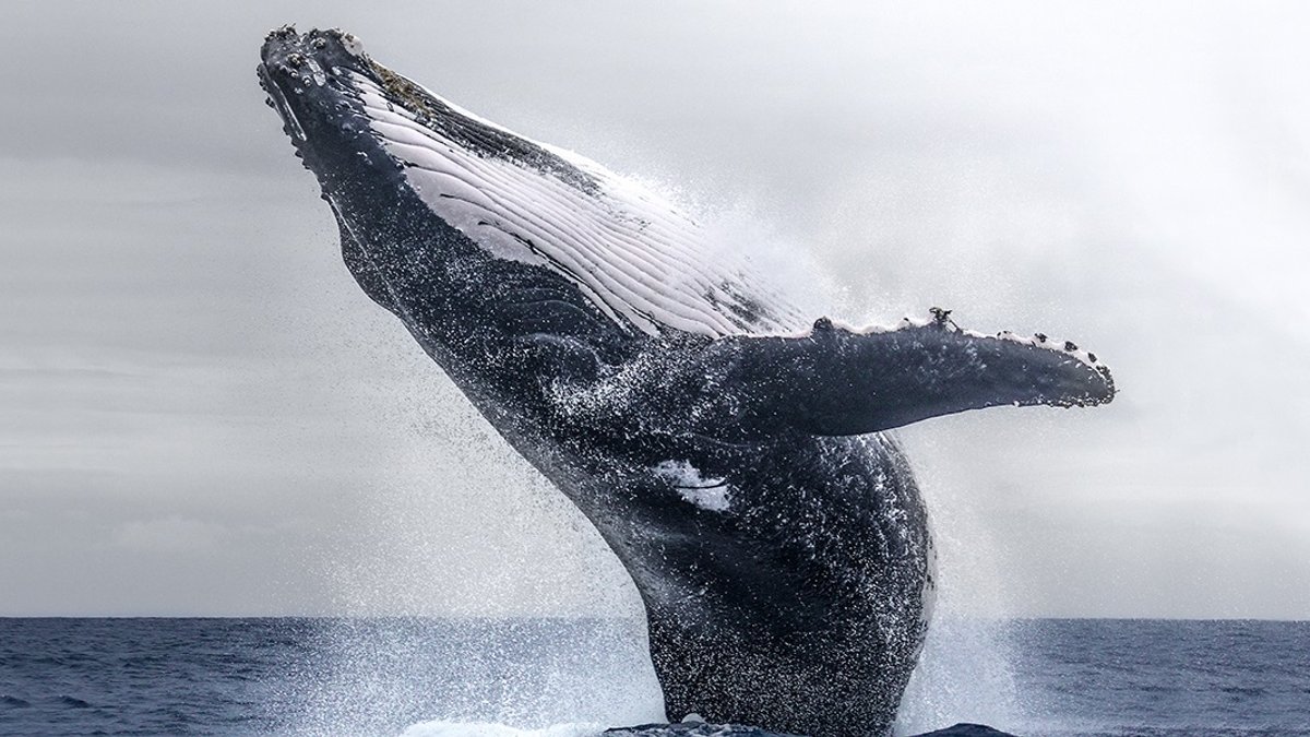 Humpback whale