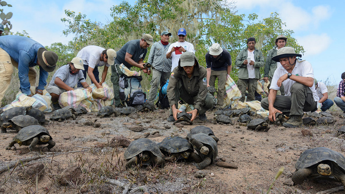 WEB3-GALAPAGOS-TURTLE-ECUADOR-galapagos.gob.ec