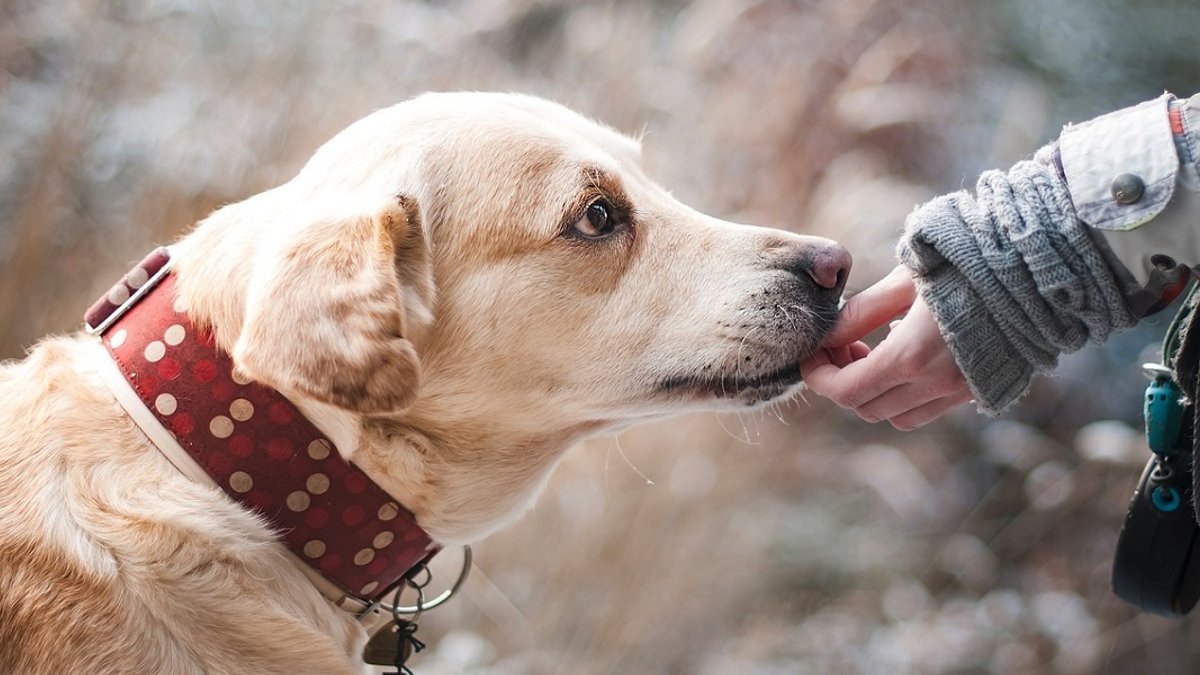 dog hand pet