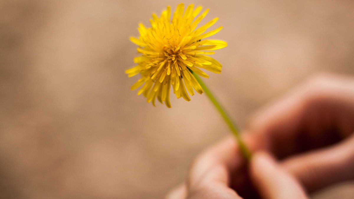 WEB DANDELION YELLOW FLOWER HAND SHALLOW DOF John-Mark Smith CC