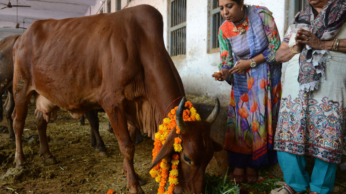 UNE VACHE EN INDE