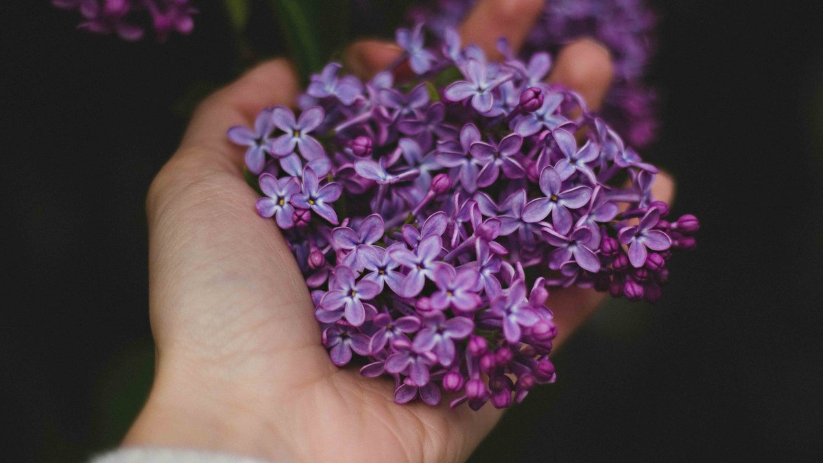 WEB LILACS HAND HOLDING LILAC BUSH PURPLE FLOWERS Valeria Boltneva CC