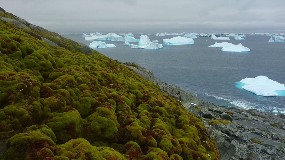 Antarctica