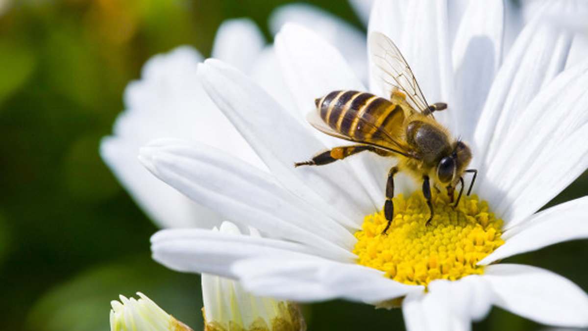 API PREGHIERA NATURA