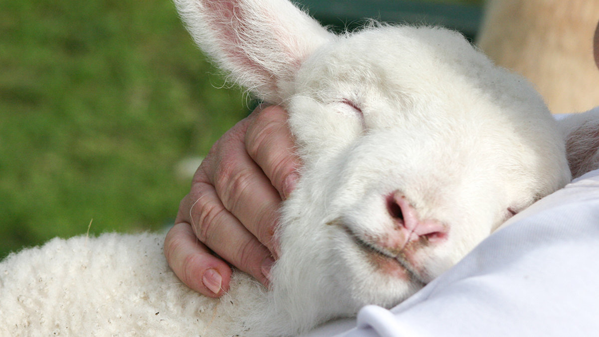 WEB3-SHEEP-SHEPHERD-HOLDING-CARRYING-SMILE-PEACE-COMFORT-shutterstock_64063342-Sue-McDonald-Shutterstock