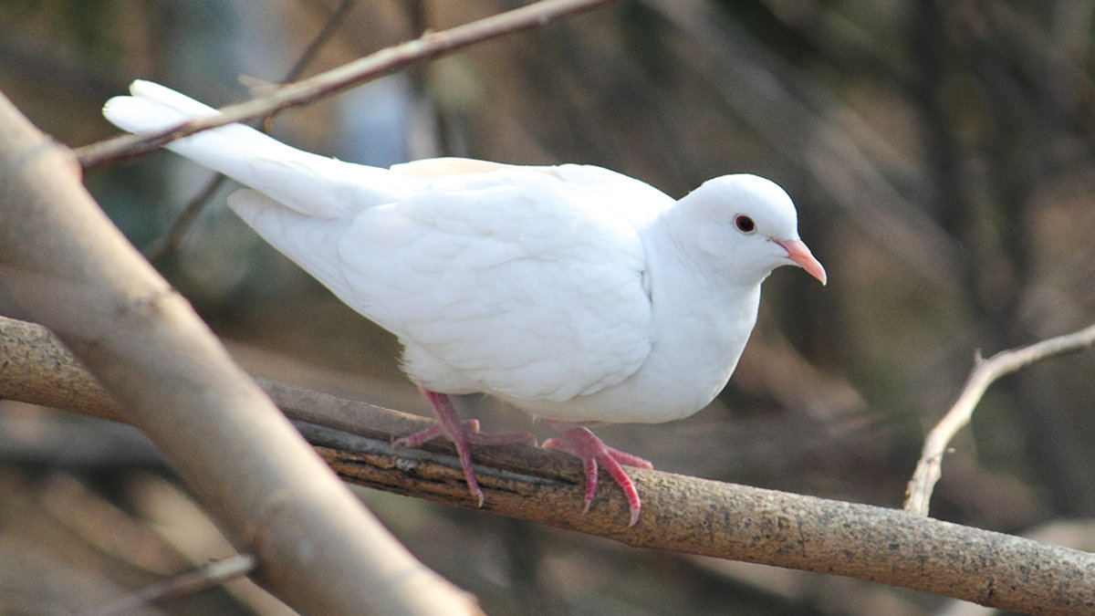 WEB3-WHITE-DOVE-BRANCH-OUTDOOR-WILDLIFE-BIRD-Uzair-Saeed-CC