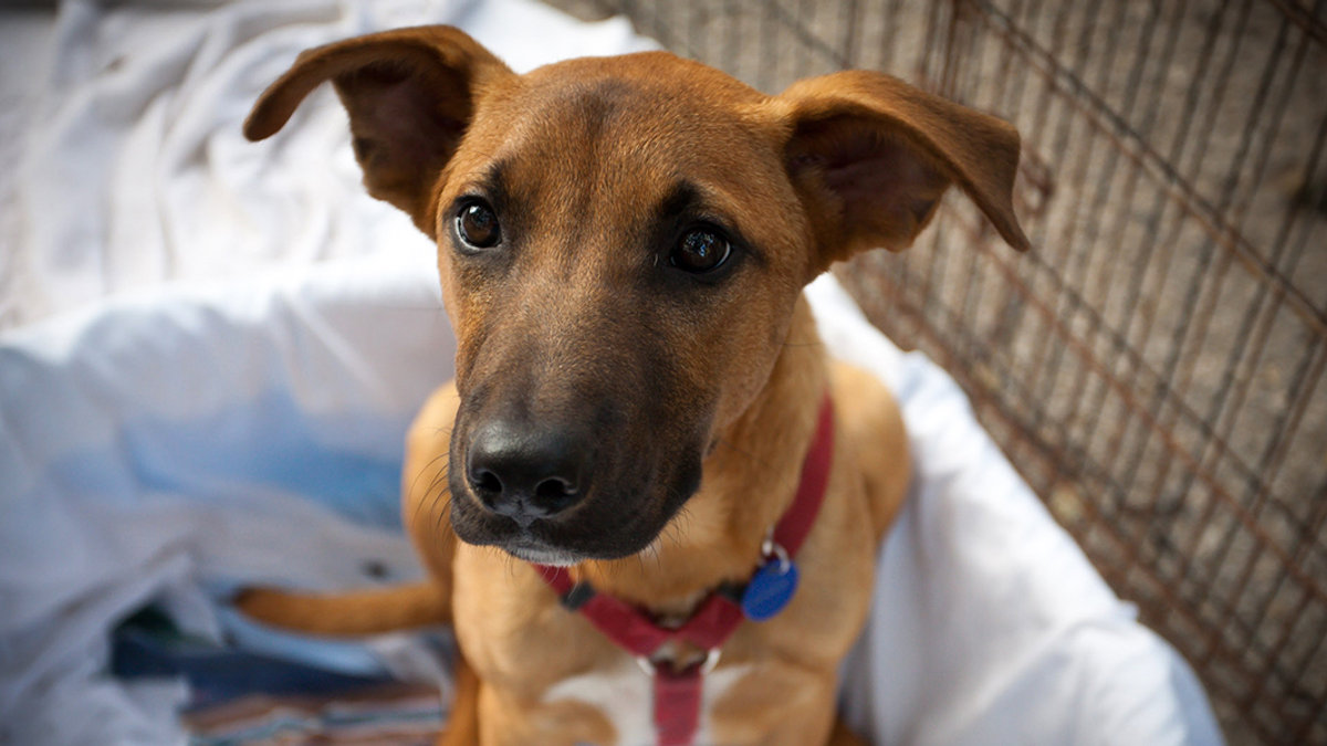 WEB3-CUTE-DOG-FACE-EYES-SHEPHERD-MIX-MUTT-Matthew-Peoples-CC