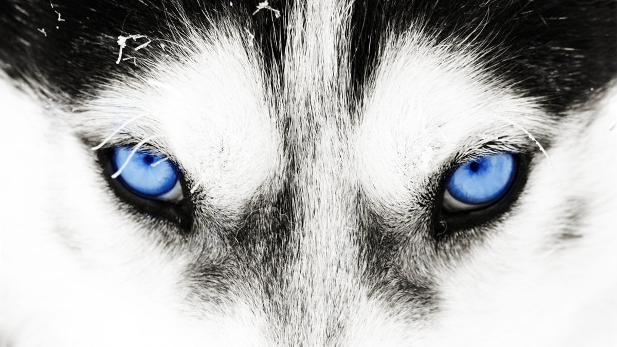 wolf