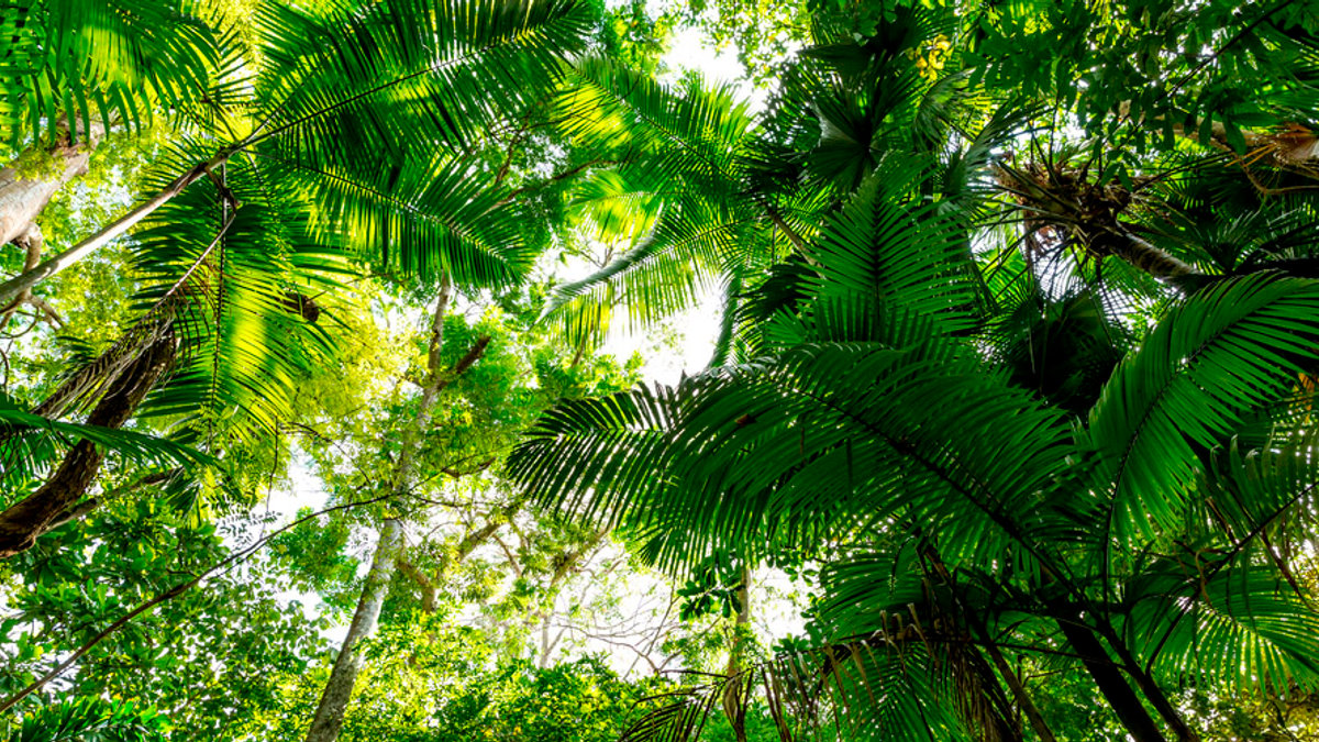 AMAZONIA
