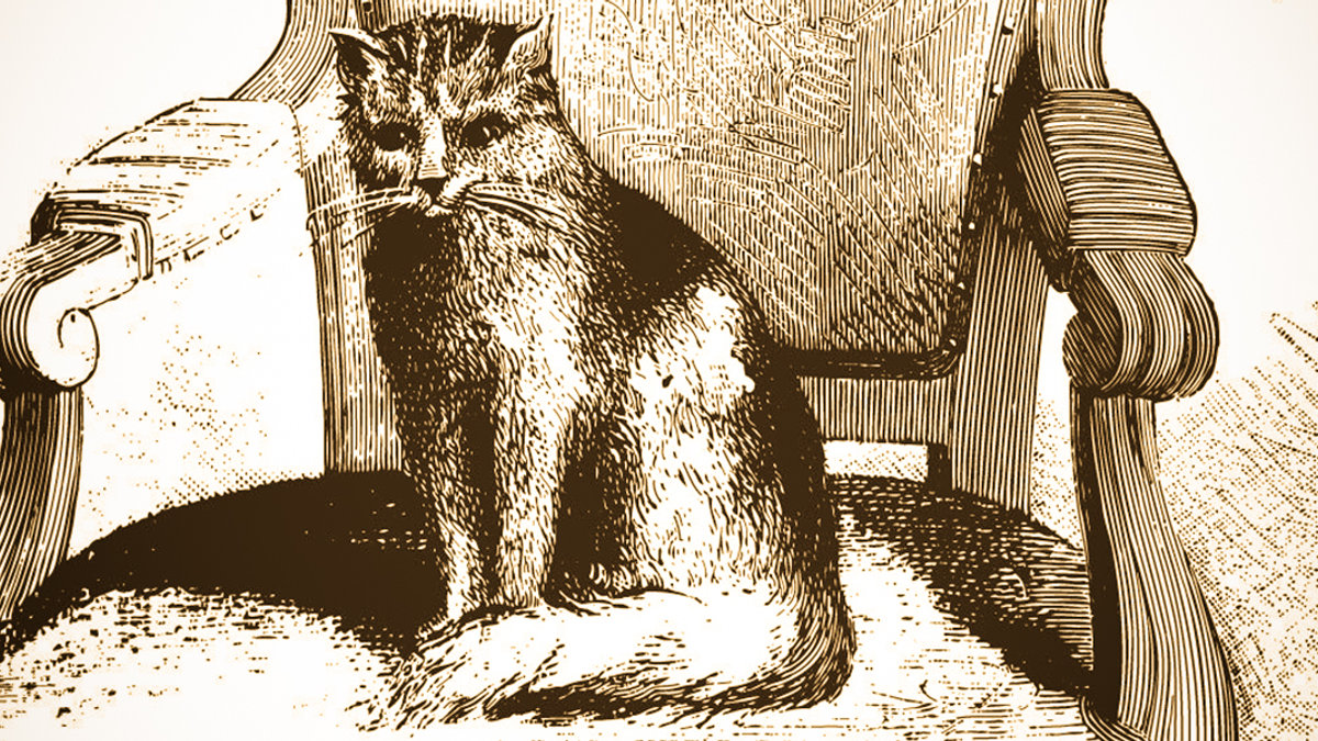 MICETTO CAT