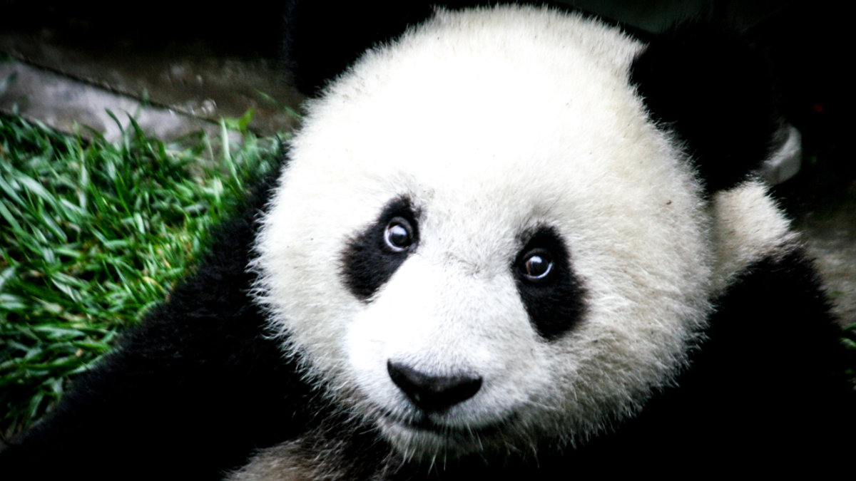 GIANT PANDA
