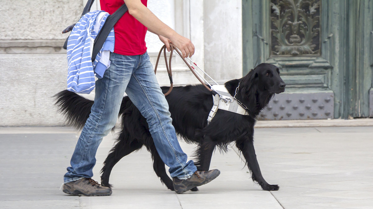 SERVICE DOG,GUIDE DOG