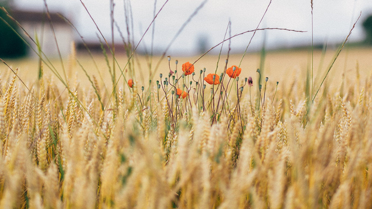 WHEAT