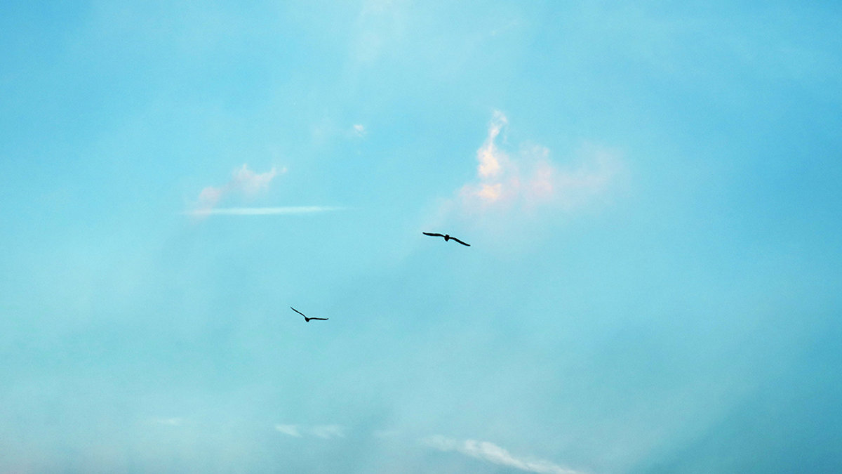 BIRDS