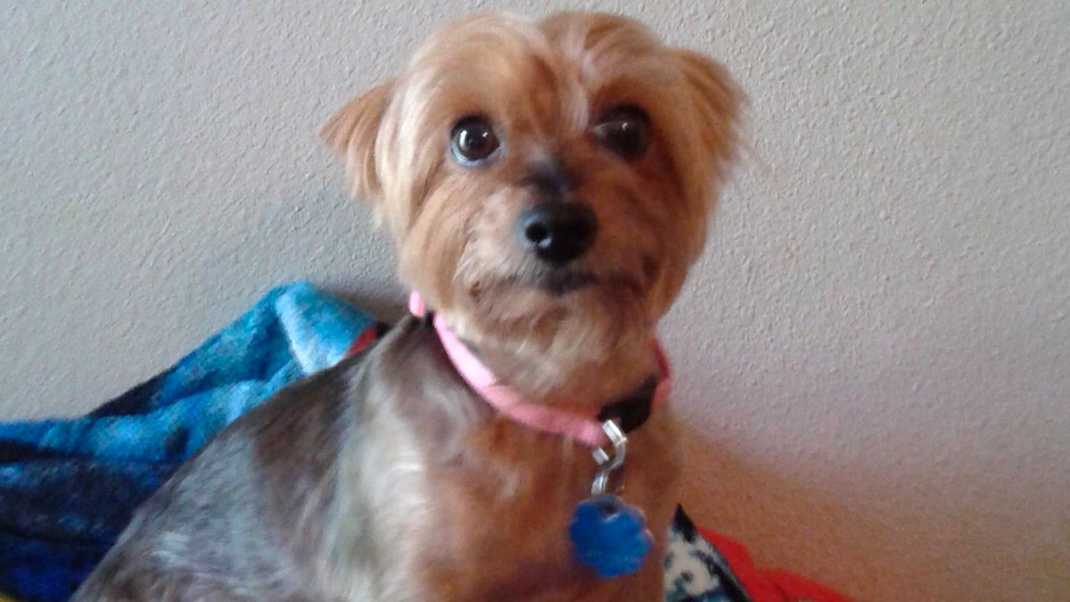 JOANIE SIMPSON,DOG