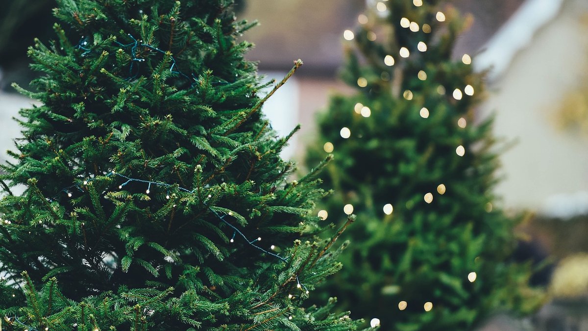 Sapin de noël : tout savoir pour faire le bon choix