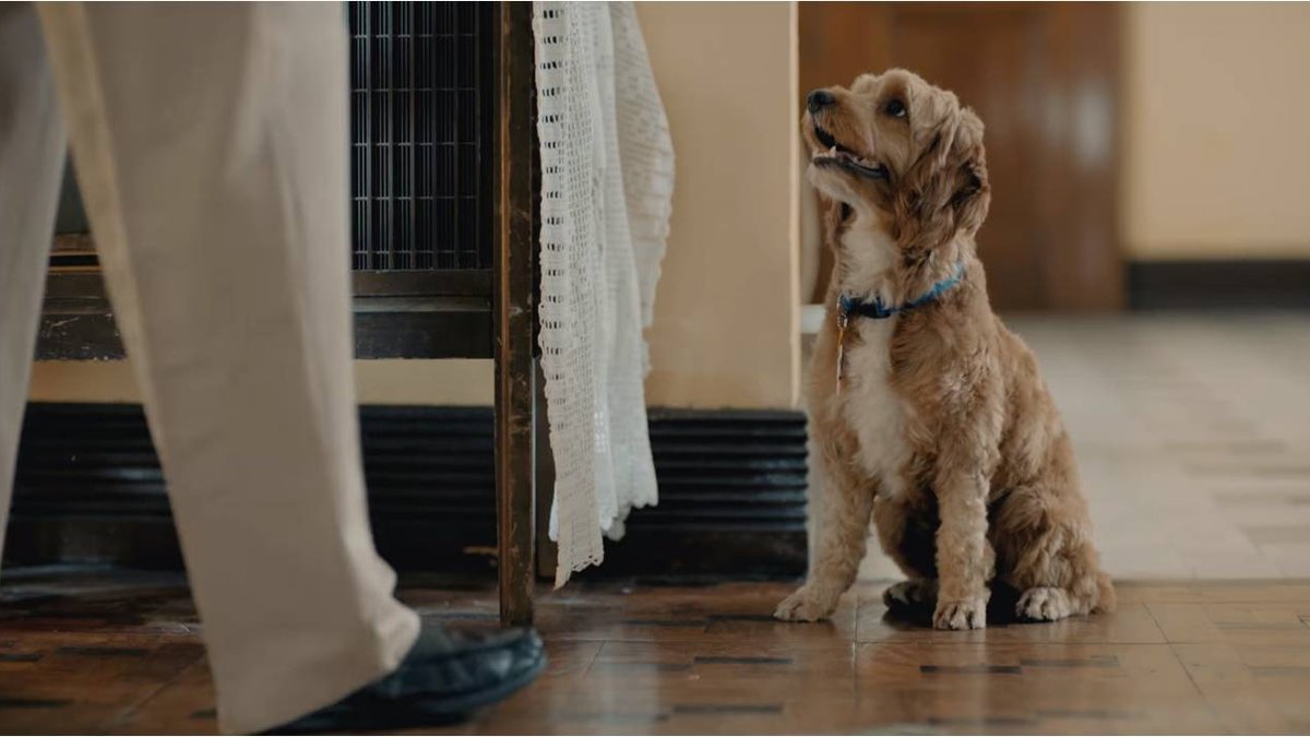 dog