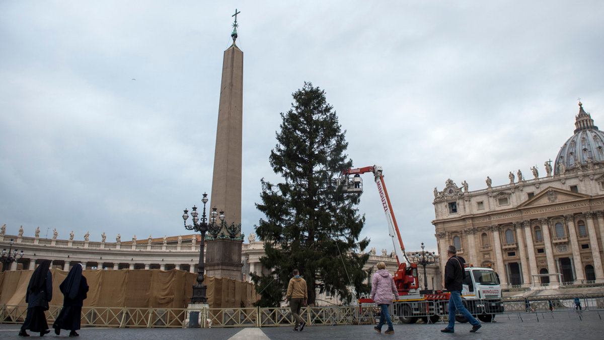 Christmas tree St Peter