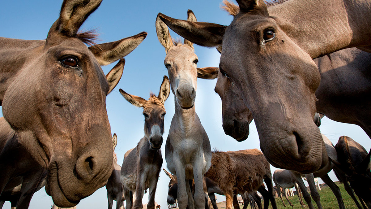 DONKEY,ASS