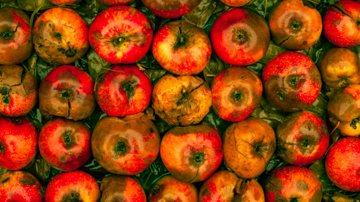ROTTEN APPLES
