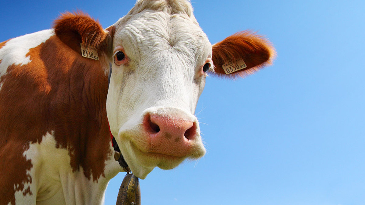 COW