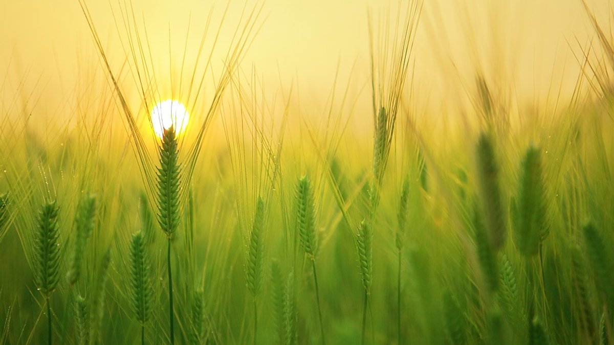 barley-field-1684052_960_720