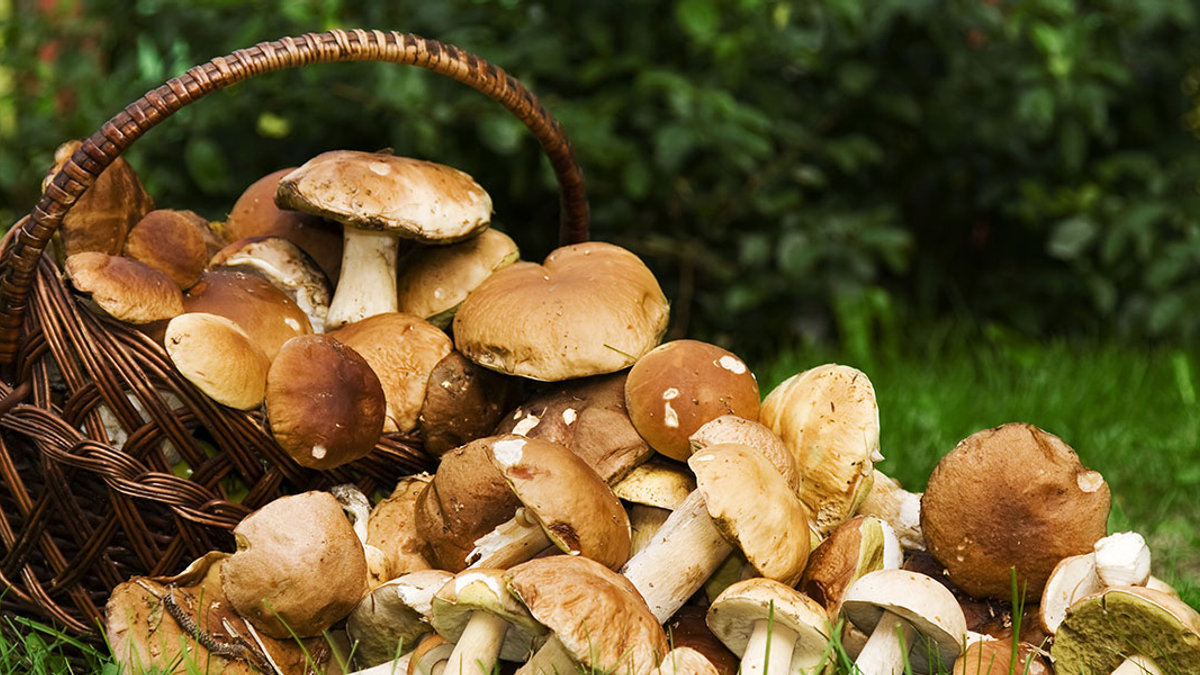 MUSHROOMS