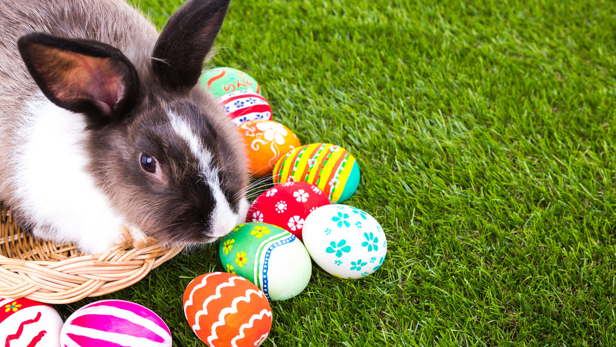 EASTER RABBIT