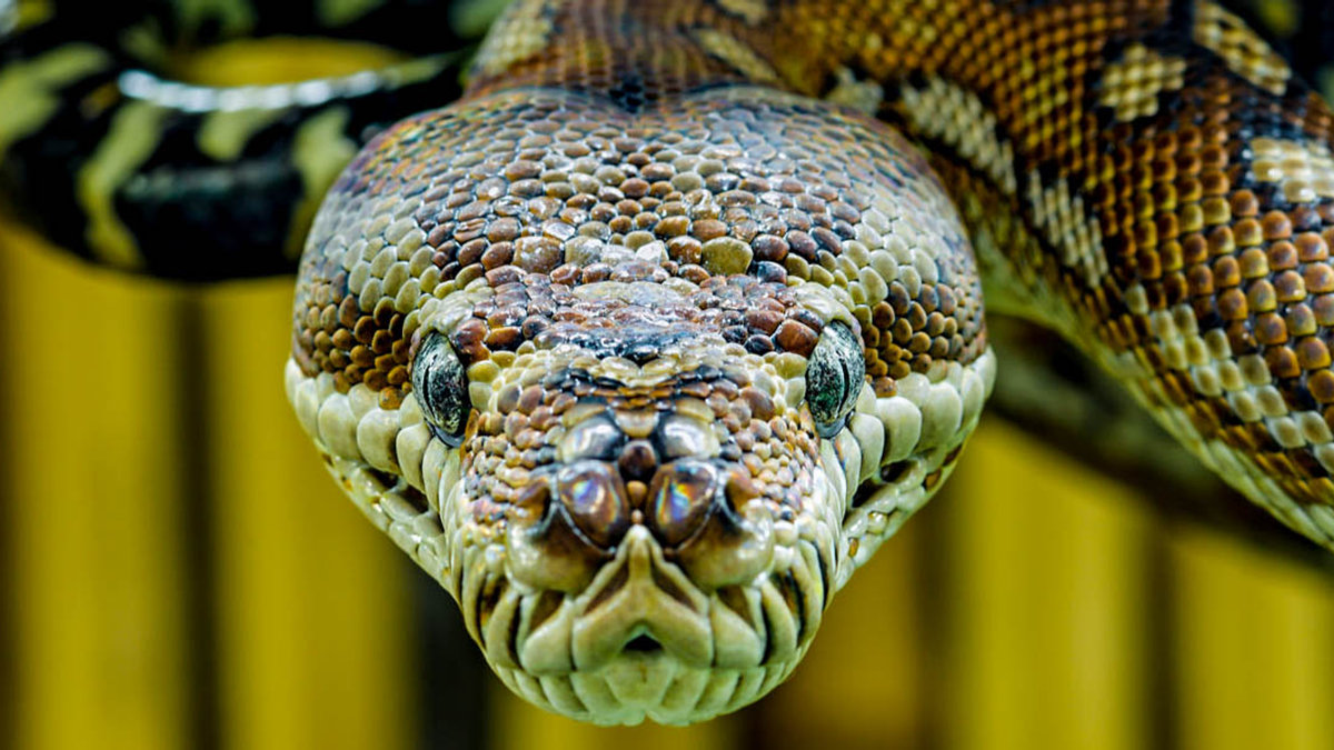 SNAKE