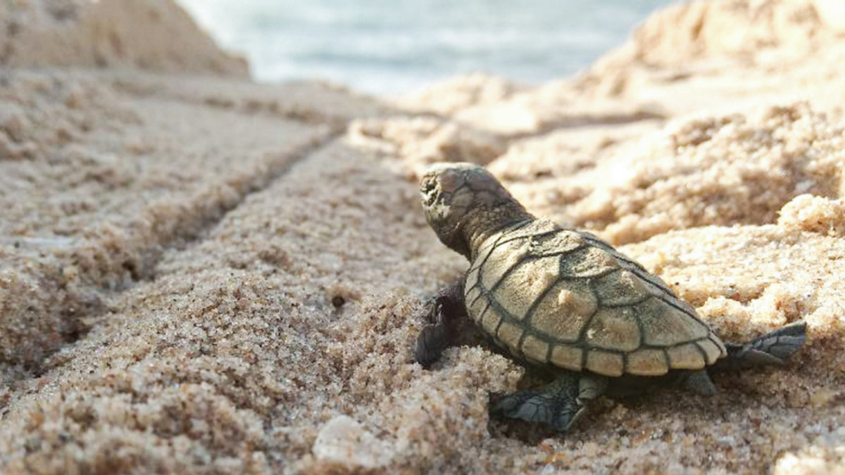 HAWKSBILL TURTLE